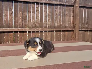 Mixed Breed dogs Snoopy - Ad 2