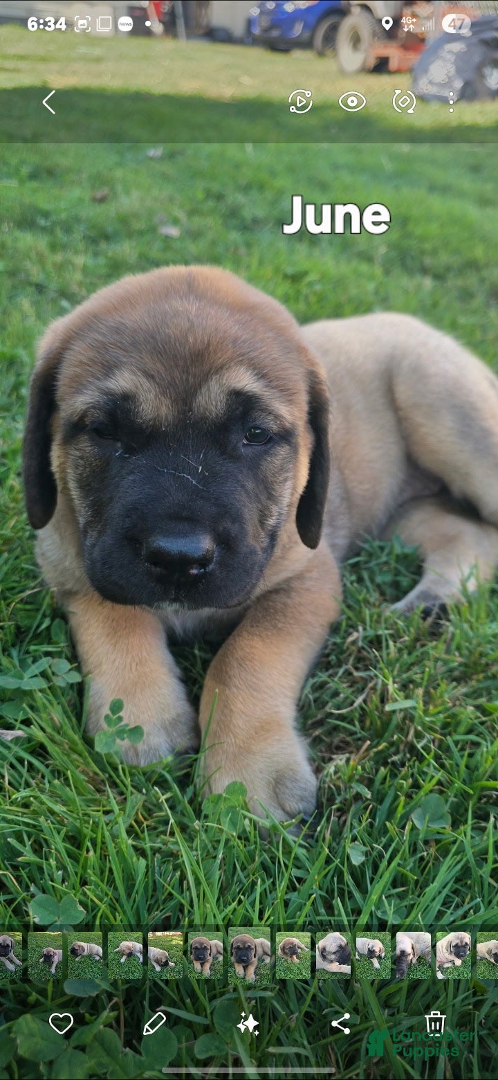 English Mastiff Puppies for sale in Shipshewana, Indiana