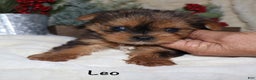 Yorkshire Terrier dogs for sale: Leo - Ad 2
