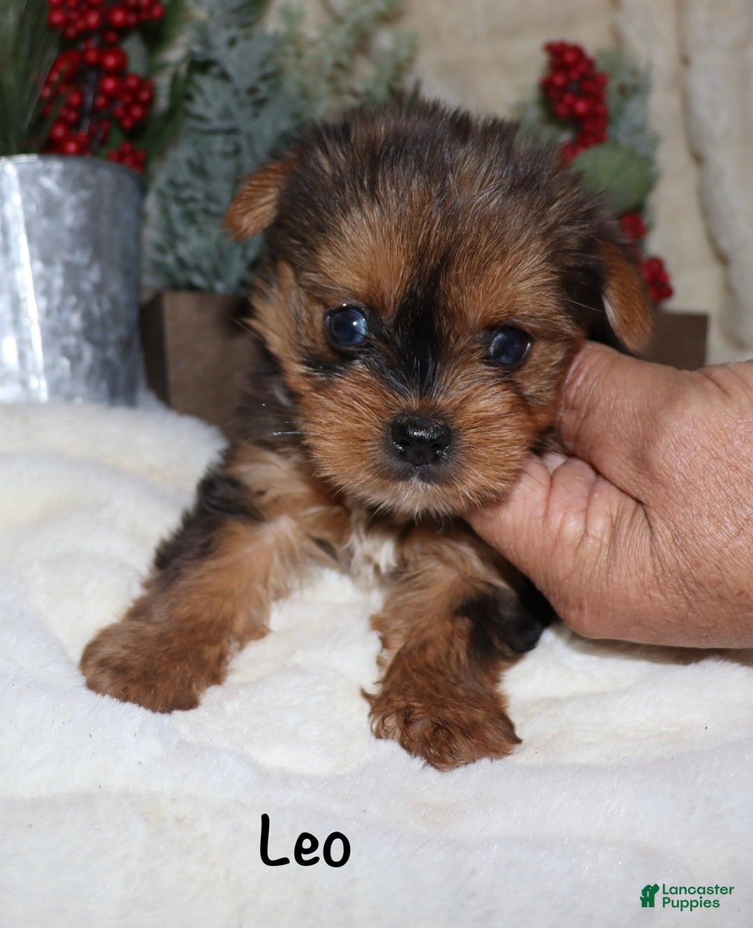 Yorkshire Terrier dogs for sale: Leo - Ad 2