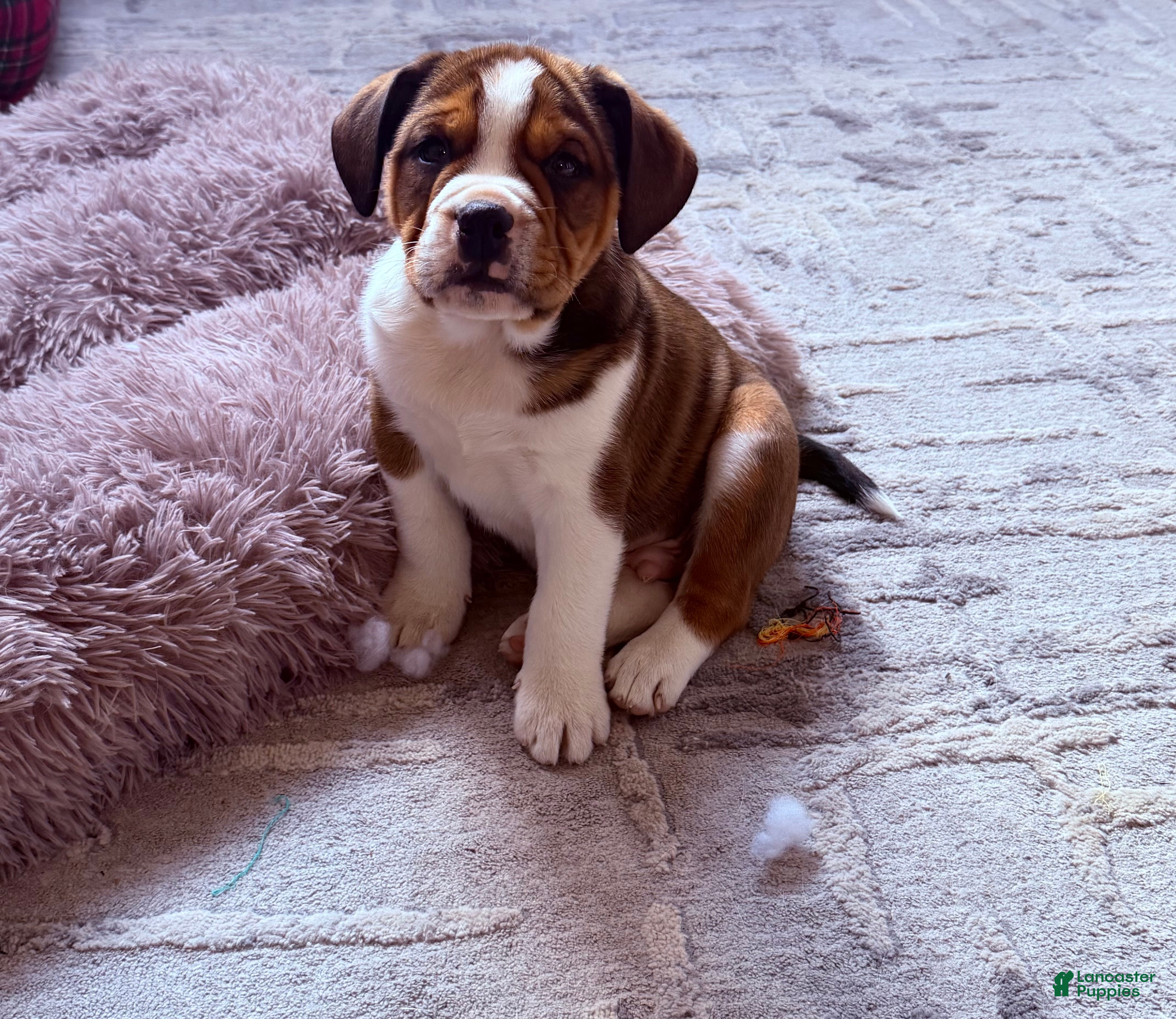 Beabull dogs Beau - Ad 25