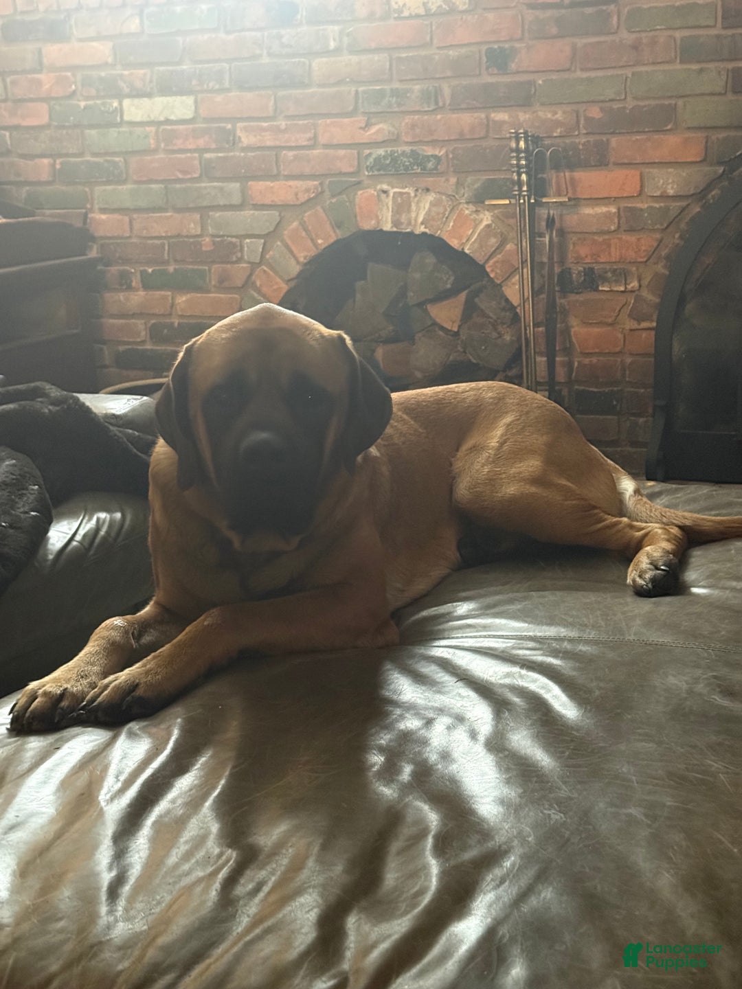 English Mastiff dogs for sale: English Mastiff Puppy 5 - Ad 3