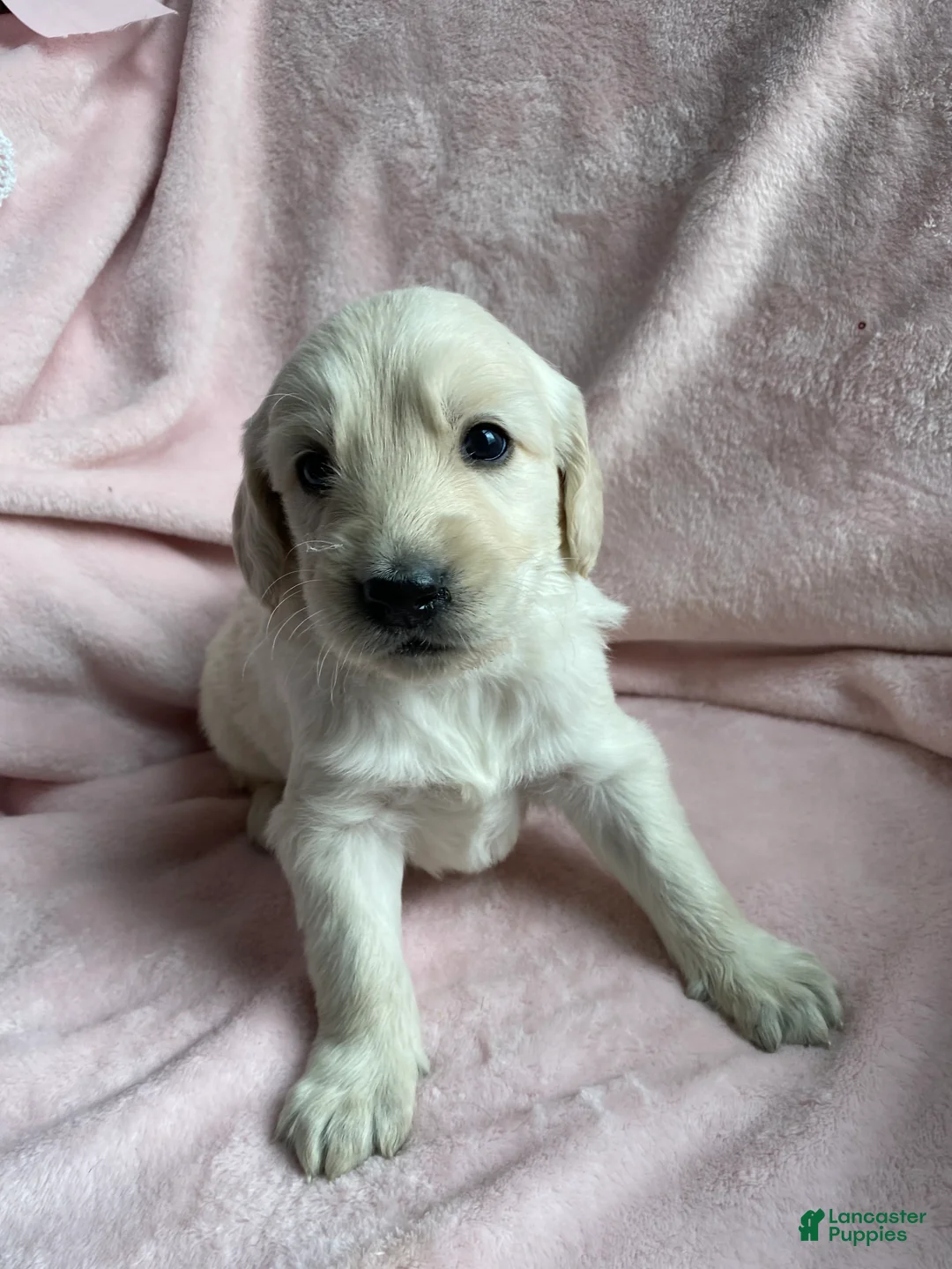 Mixed Breed dogs for sale: Biscuit  - Ad 4