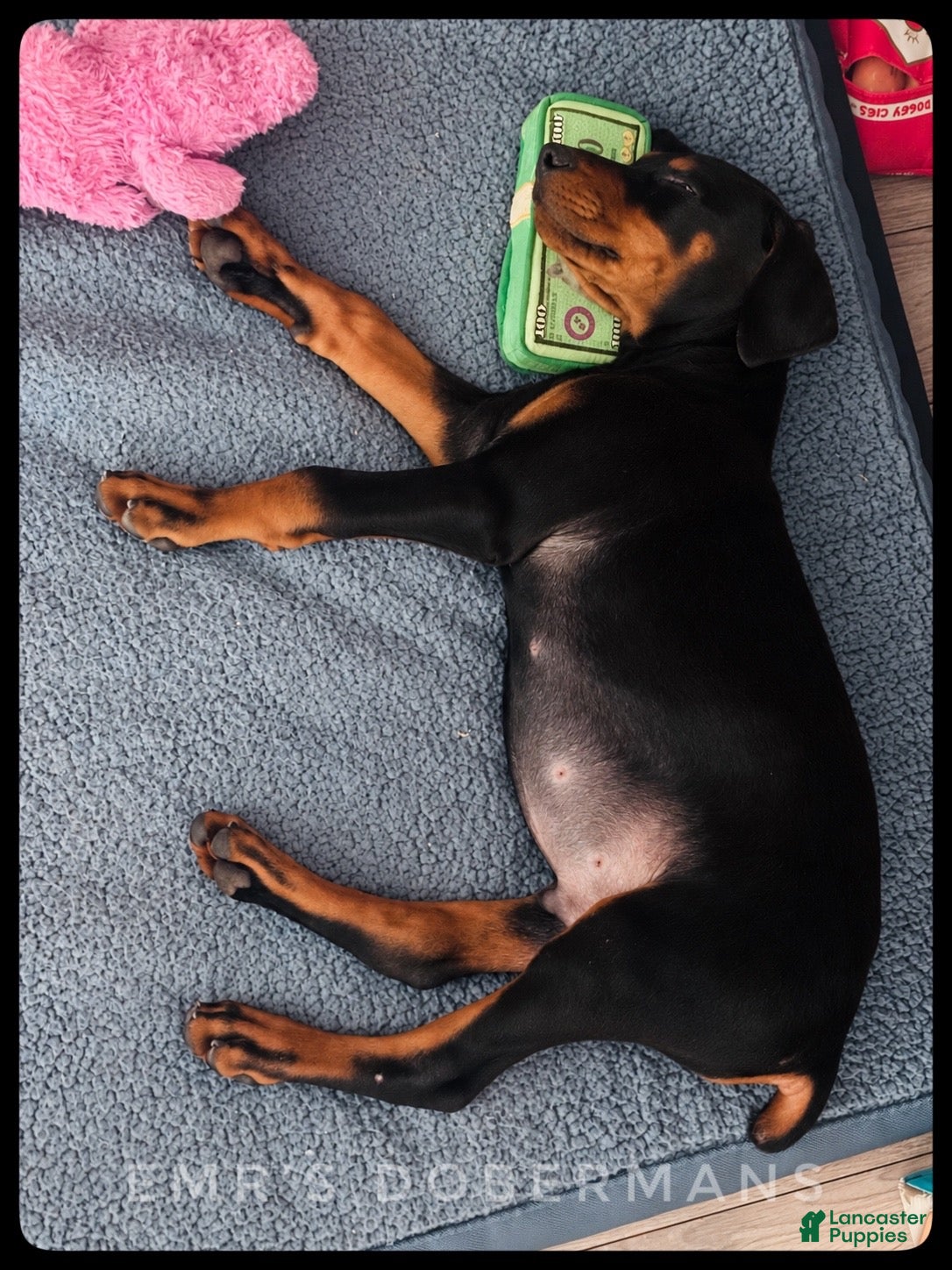 Doberman Pinscher dogs Negan - Ad 2