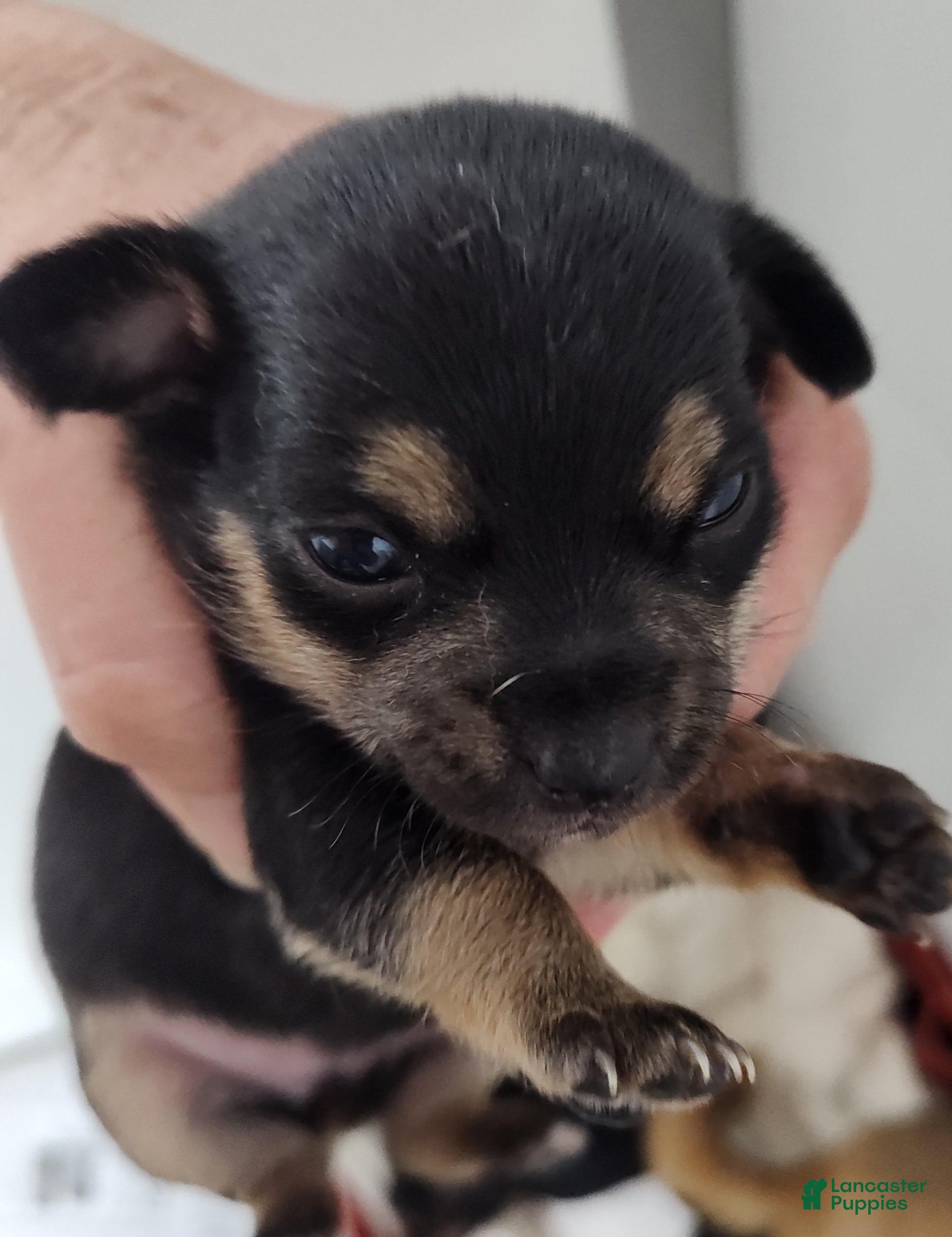 Chihuahua dogs Puddin - Ad 36