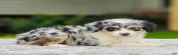 Mini Aussiedoodle dogs for sale: Brooklyn - Ad 5