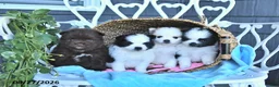 Pomeranian dogs for sale: Ava  - Ad 3