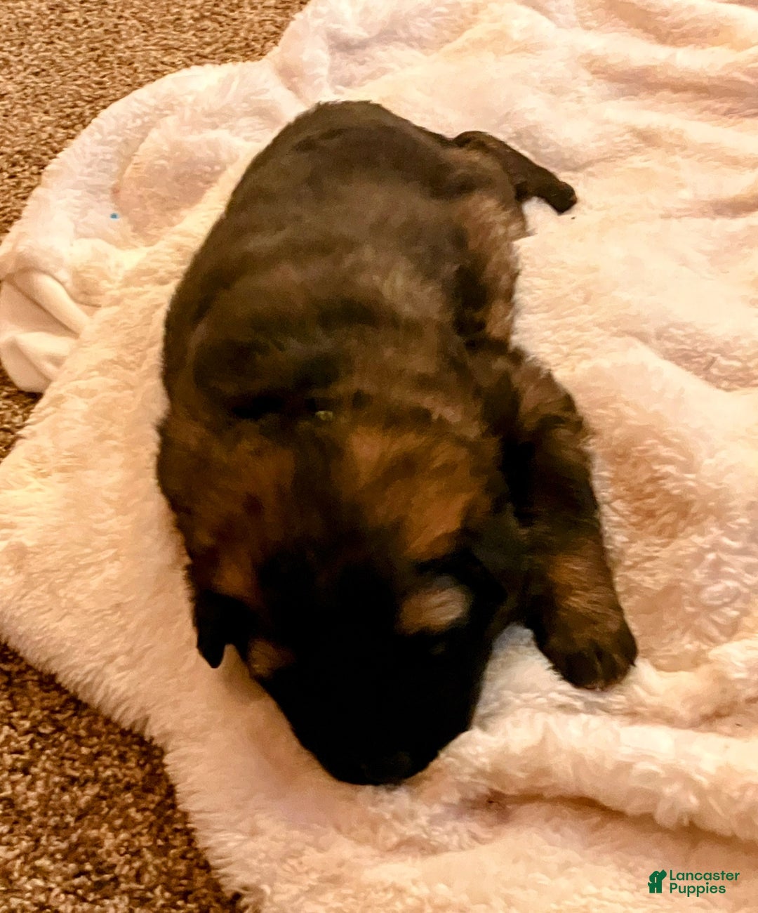 German Shepherd dogs for sale: ♥️SWEET SABLE ♥️ - Ad 4