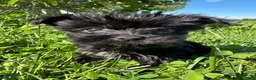Yorkiepoo dogs for sale:  Girl - Ad 2