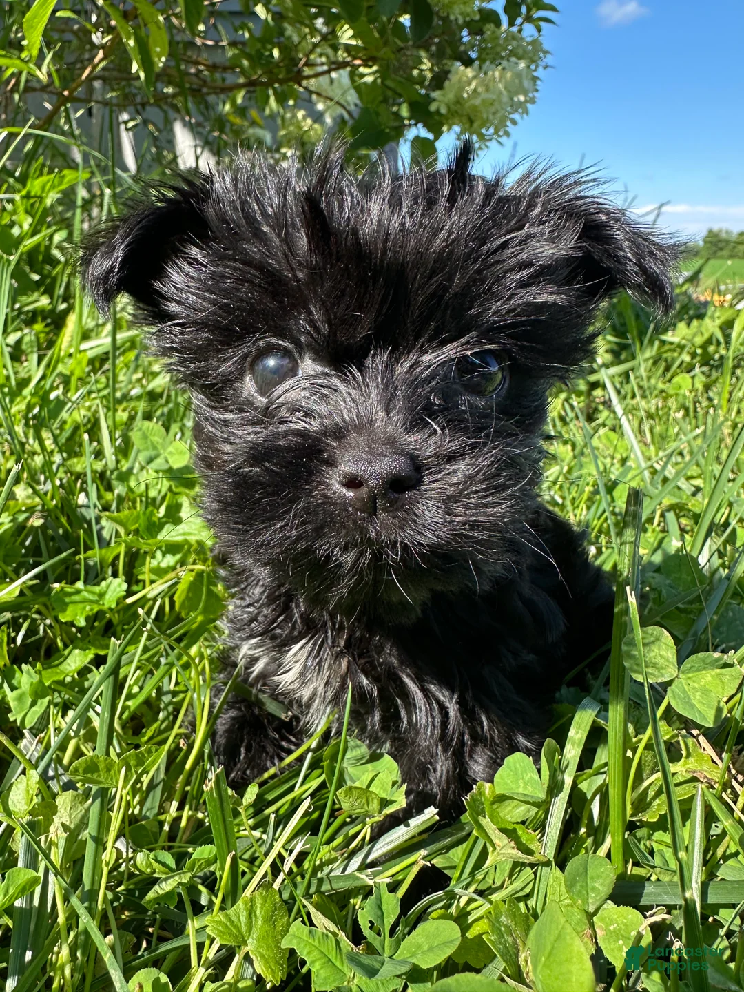 Yorkiepoo dogs for sale:  Girl - Ad 2