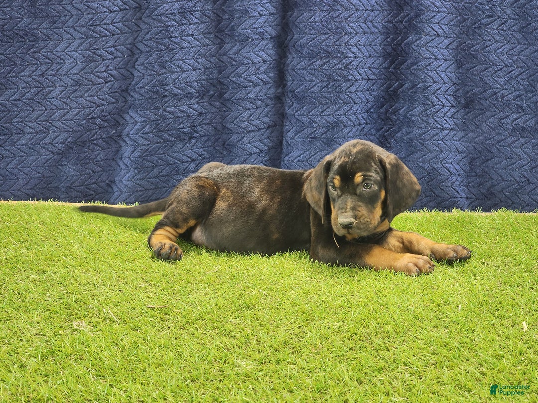 Mixed Breed dogs for sale: 2025 Bloodahoula Male 1 "Curly" - Ad 13