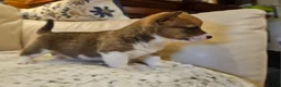 Mixed Breed dogs for sale: Xander - Ad 10
