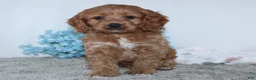 Cockapoo dogs for sale: Kameron - Ad 4