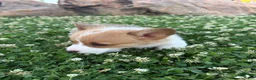 Welsh Corgi Pembroke dogs for sale: Welsh Corgi Pembroke Puppy 4 - Ad 4