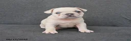 French Bulldog dogs for sale: Nancy - Ad 5