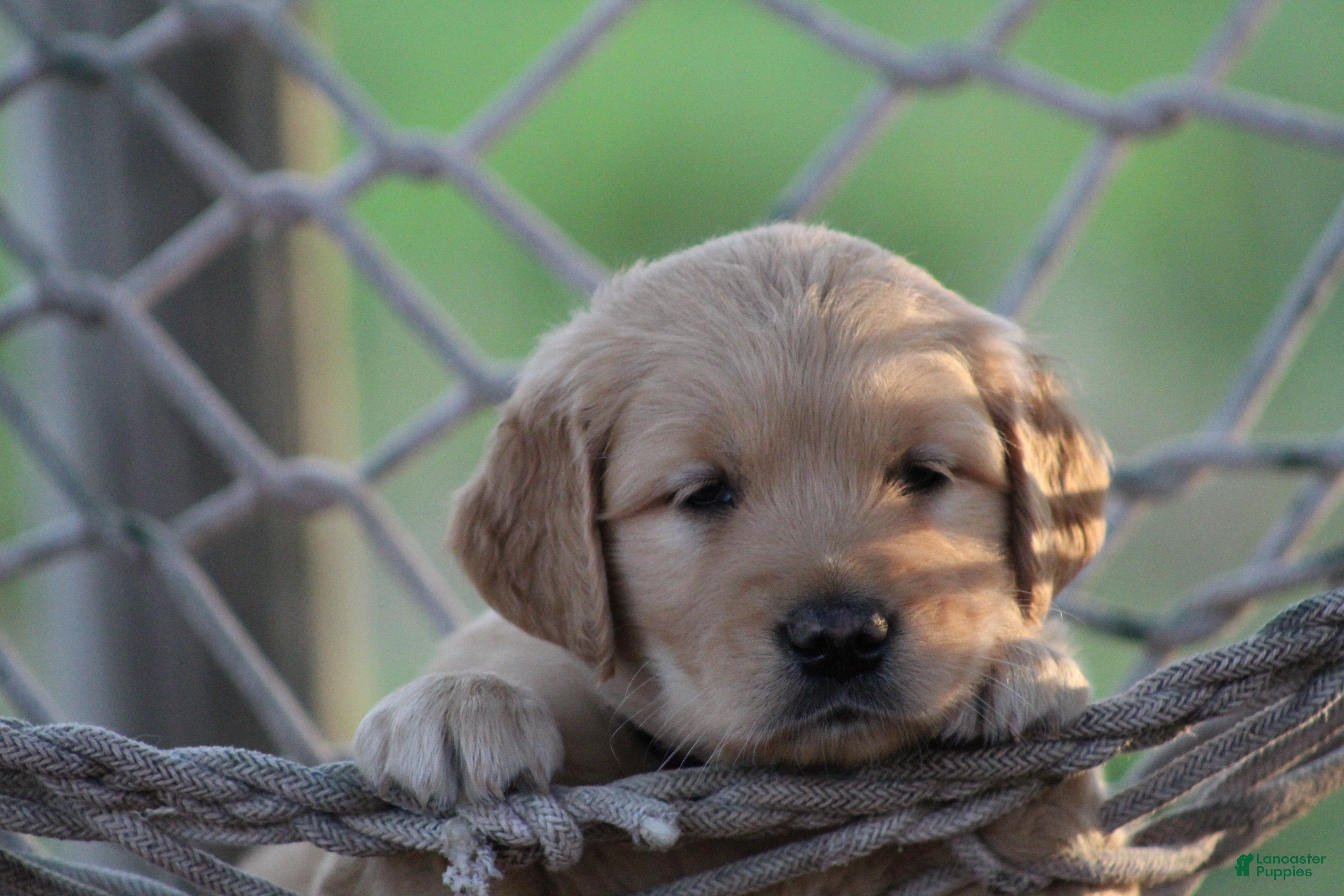 Golden Retriever dogs Amber - Ad 2