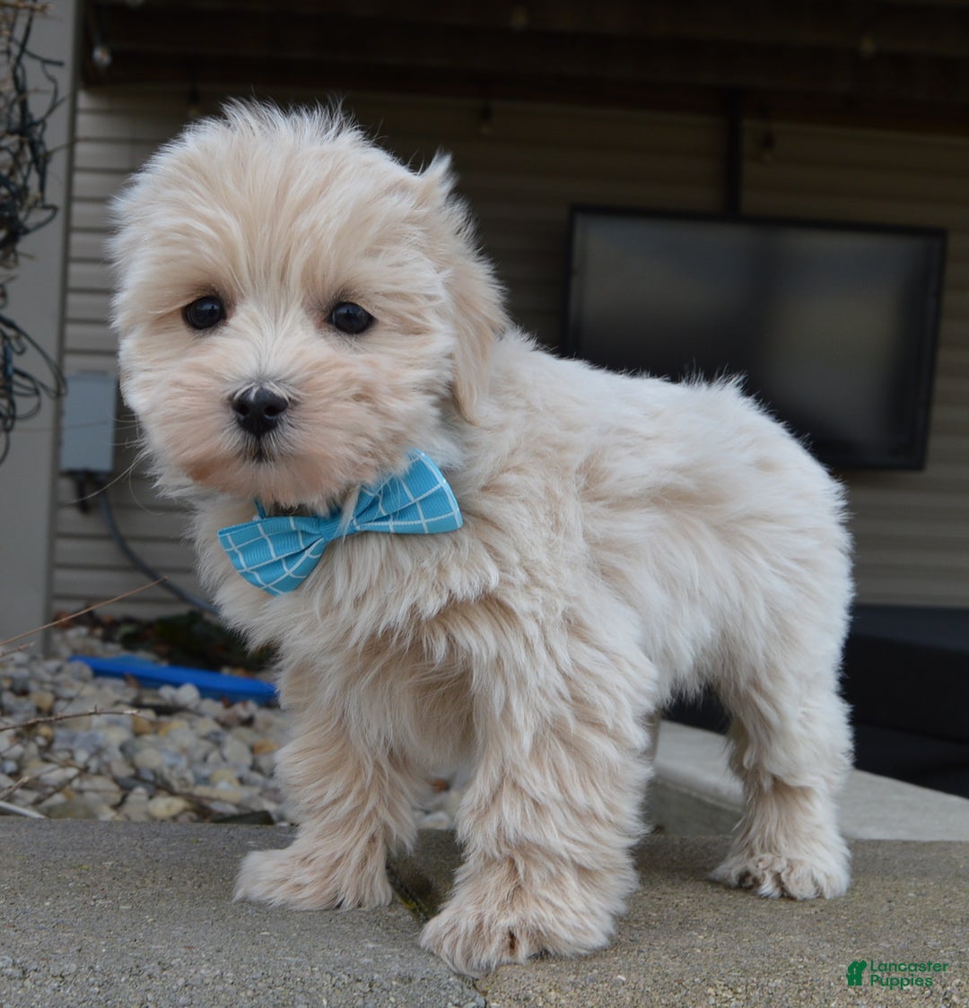 Maltipoo dogs for sale: Max - Ad 2