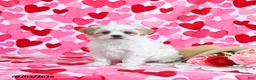 Shorkie dogs for sale: Cupid - Ad 4