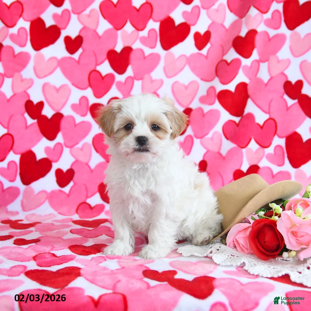 Shorkie dogs for sale: Cupid - Ad 4