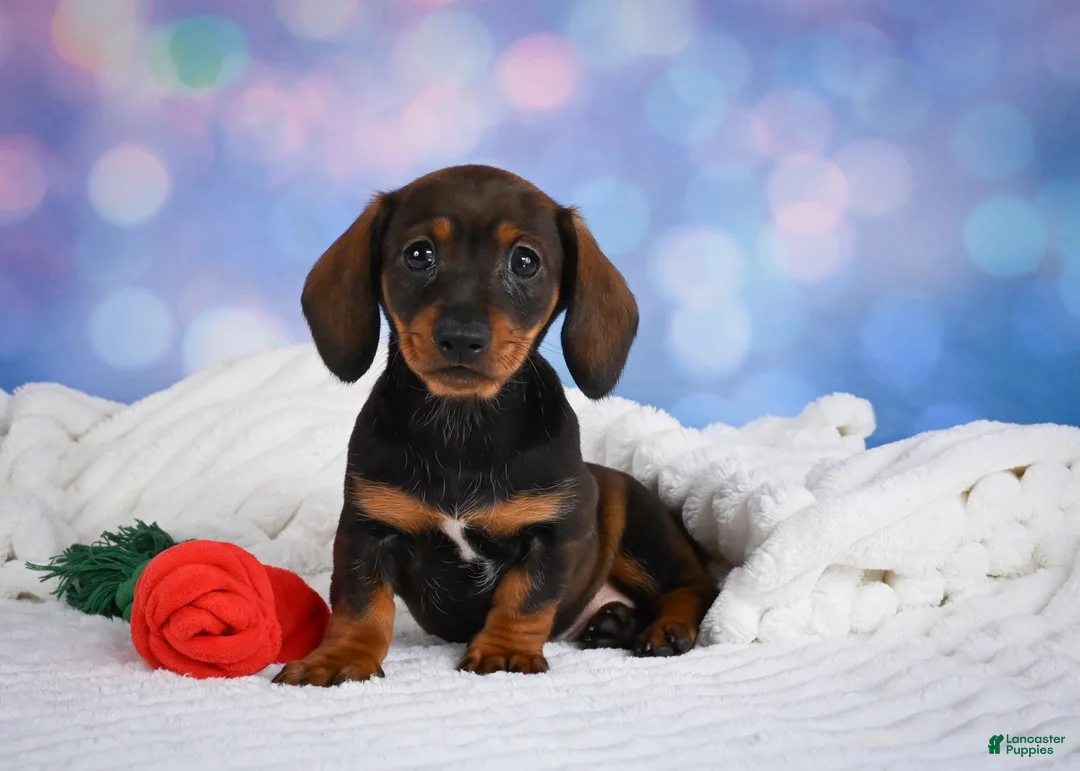 Miniature Dachshund dogs for sale: Millie - Ad 1