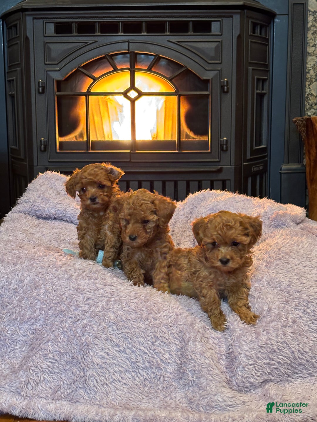 Toy Poodle dogs for sale: Toy Poodle Puppy 4 - Ad 9