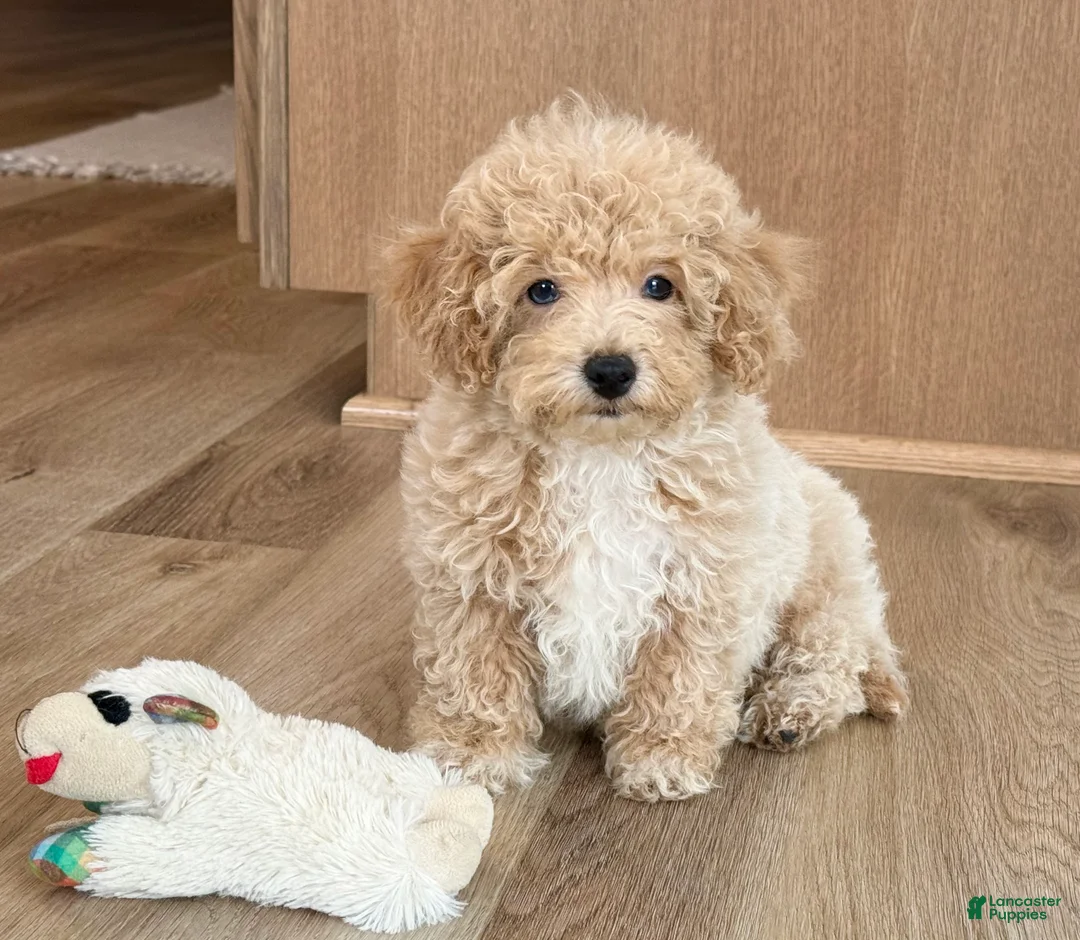Maltipoo dogs for sale: Frankie  - Ad 4