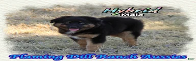 Hybrid