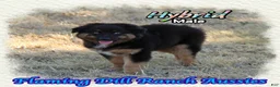 Miniature Australian Shepherd dogs for sale: Hybrid - Ad 1