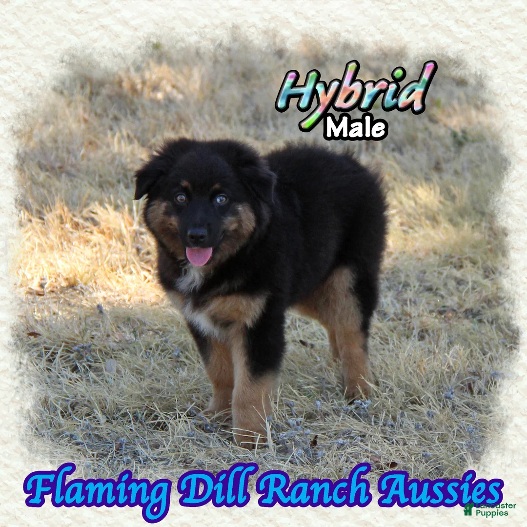 Miniature Australian Shepherd dogs for sale: Hybrid - Ad 1