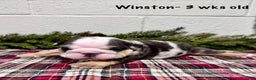 English Bulldog dogs for sale: Winston - Ad 3