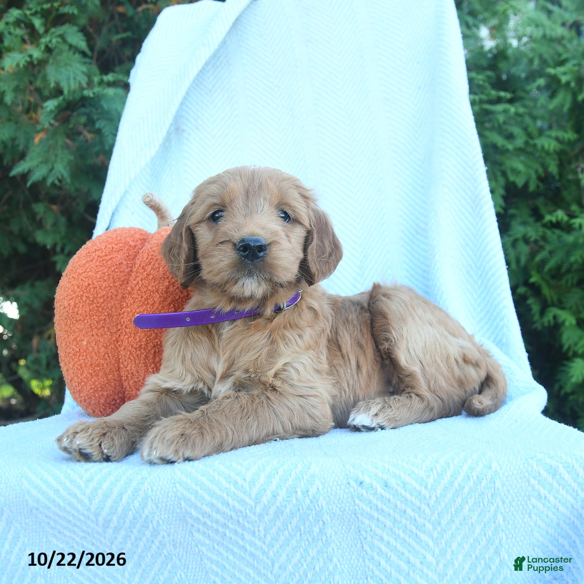 Goldendoodle dogs for sale: Honey   - Ad 1