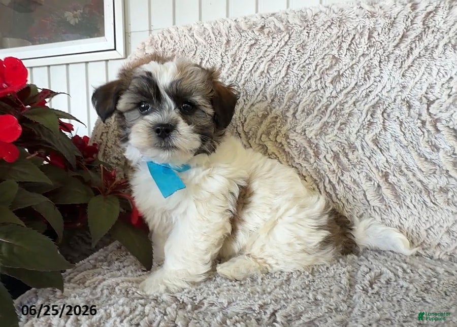 Teddy Bear dogs Duke - Ad 1