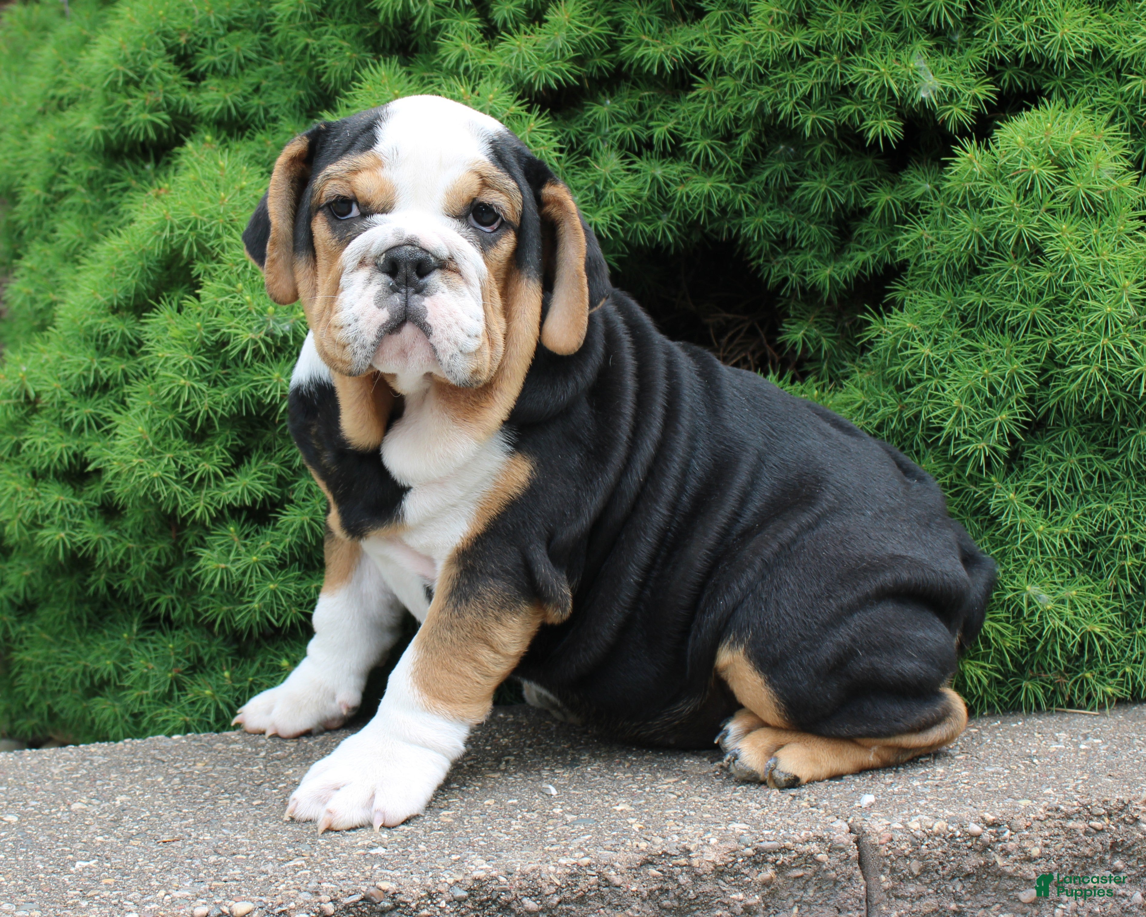 English Bulldog dogs Mabel - Ad 1