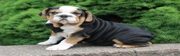 English Bulldog dogs for sale: Mabel - Ad 1
