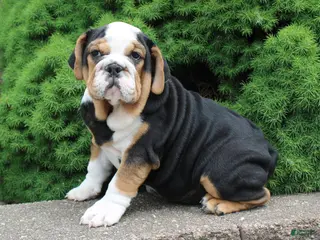 English Bulldog dogs for sale: Mabel - Ad 3
