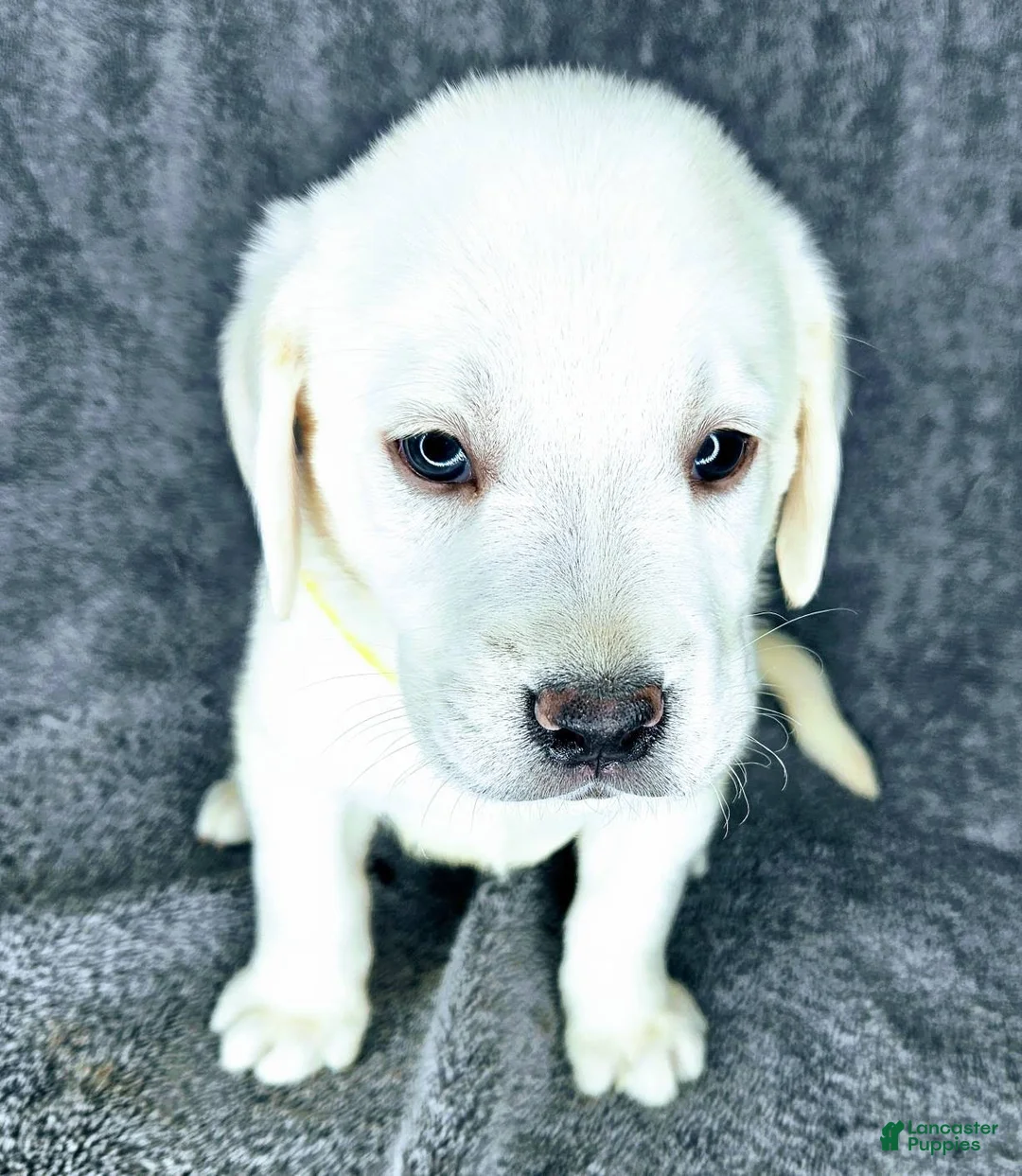 Labrador Retriever dogs for sale: Bailey - Ad 3