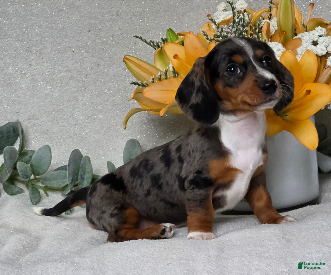 Miniature Dachshund dogs for sale: Pixie - Ad 9
