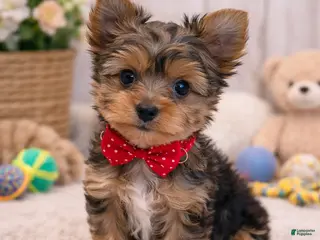 Yorkshire Terrier dogs Milo - Ad 18