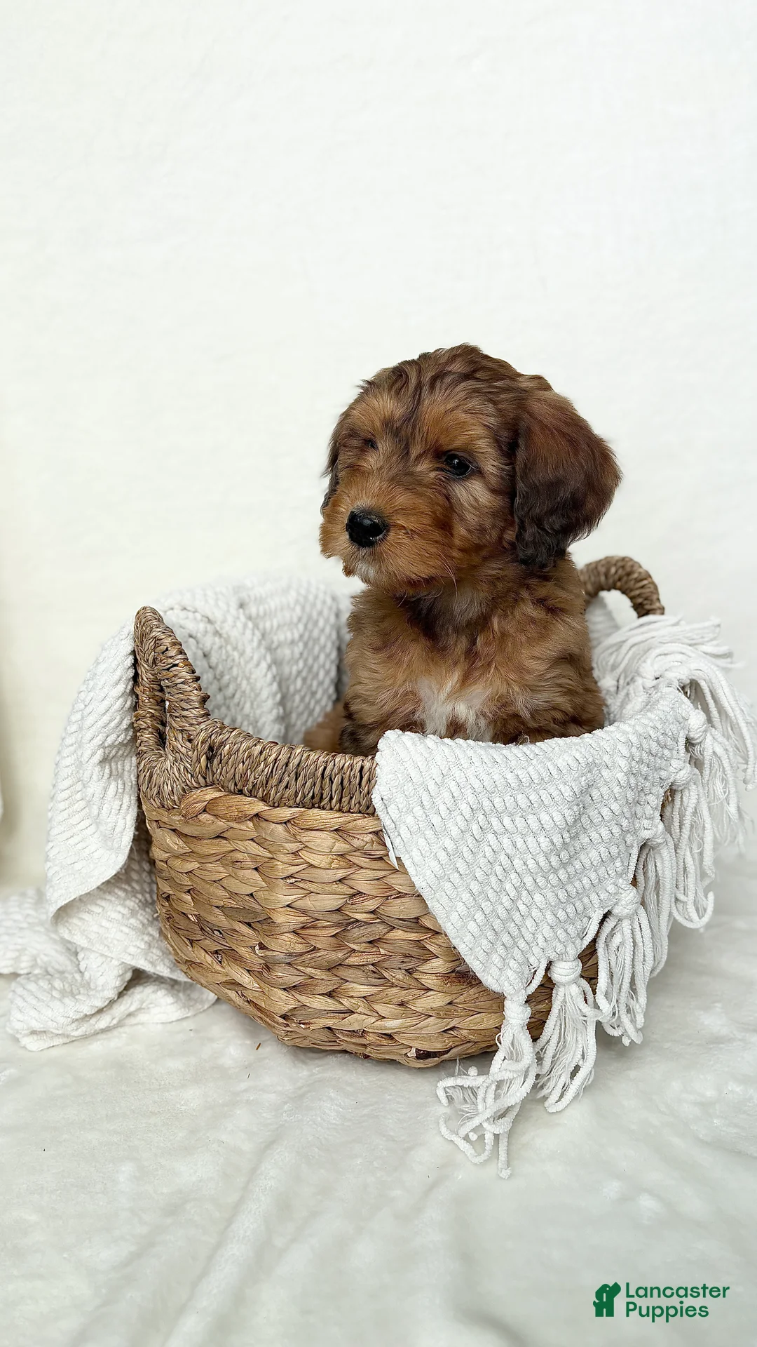 Bernedoodle dogs for sale: Bruno - Ad 4