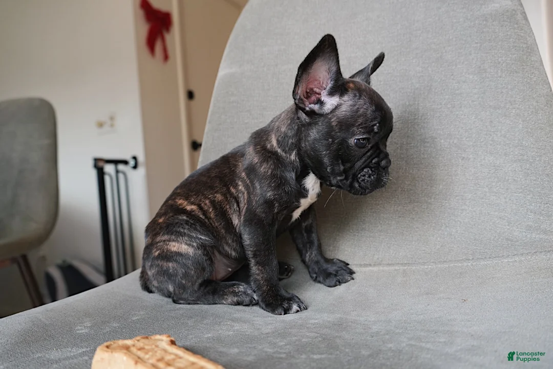 French Bulldog dogs for sale: Mocha - Ad 2