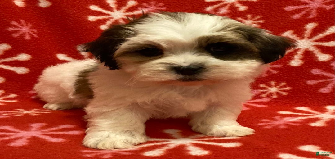 Gallery Image {{count}}