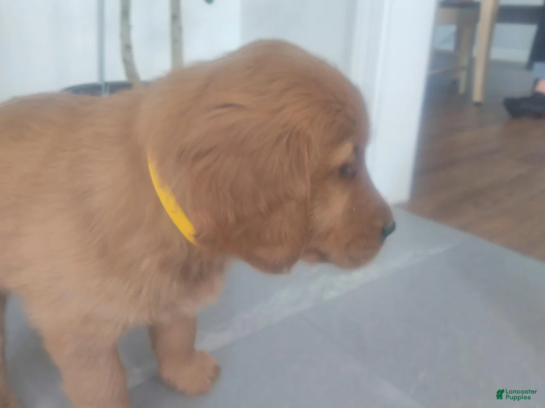 Golden Retriever dogs for sale:  Oakley –(yellow collar) “I’m the confident big brother. - Ad 3