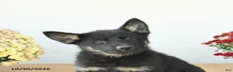 Mixed Breed dogs for sale: Granger - Ad 5