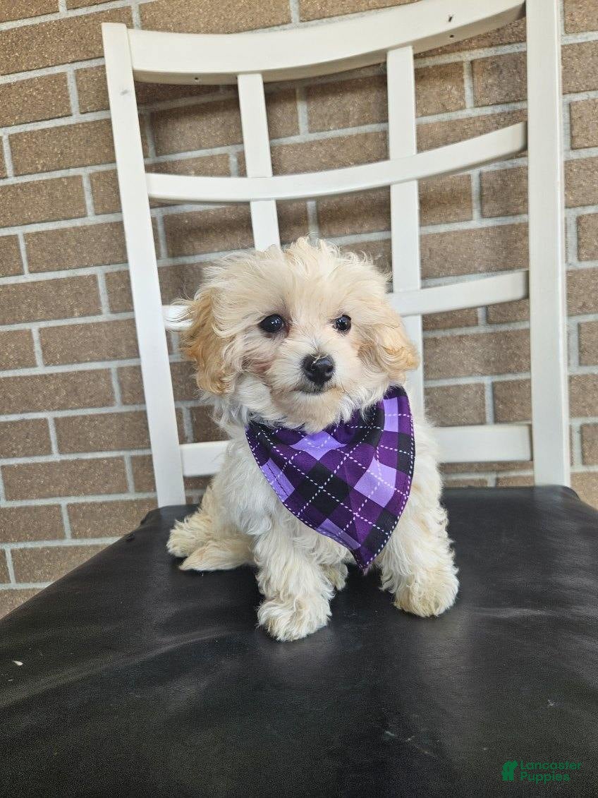 Maltipoo dogs Mia - Ad 1