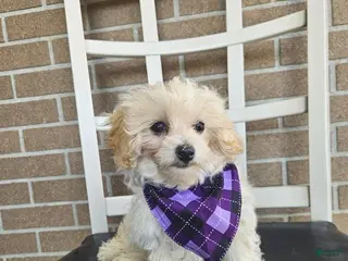 Maltipoo dogs Mia - Ad 1