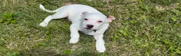 Jack Russell Terrier dogs for sale: Snoopy - Ad 12