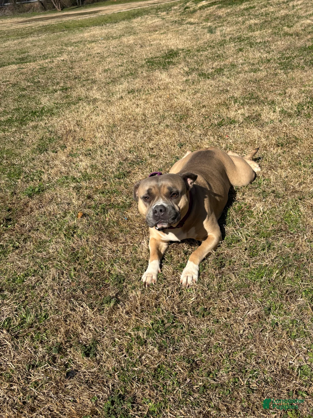 American Bully dogs for sale: American Bully Puppy 3 - Ad 5