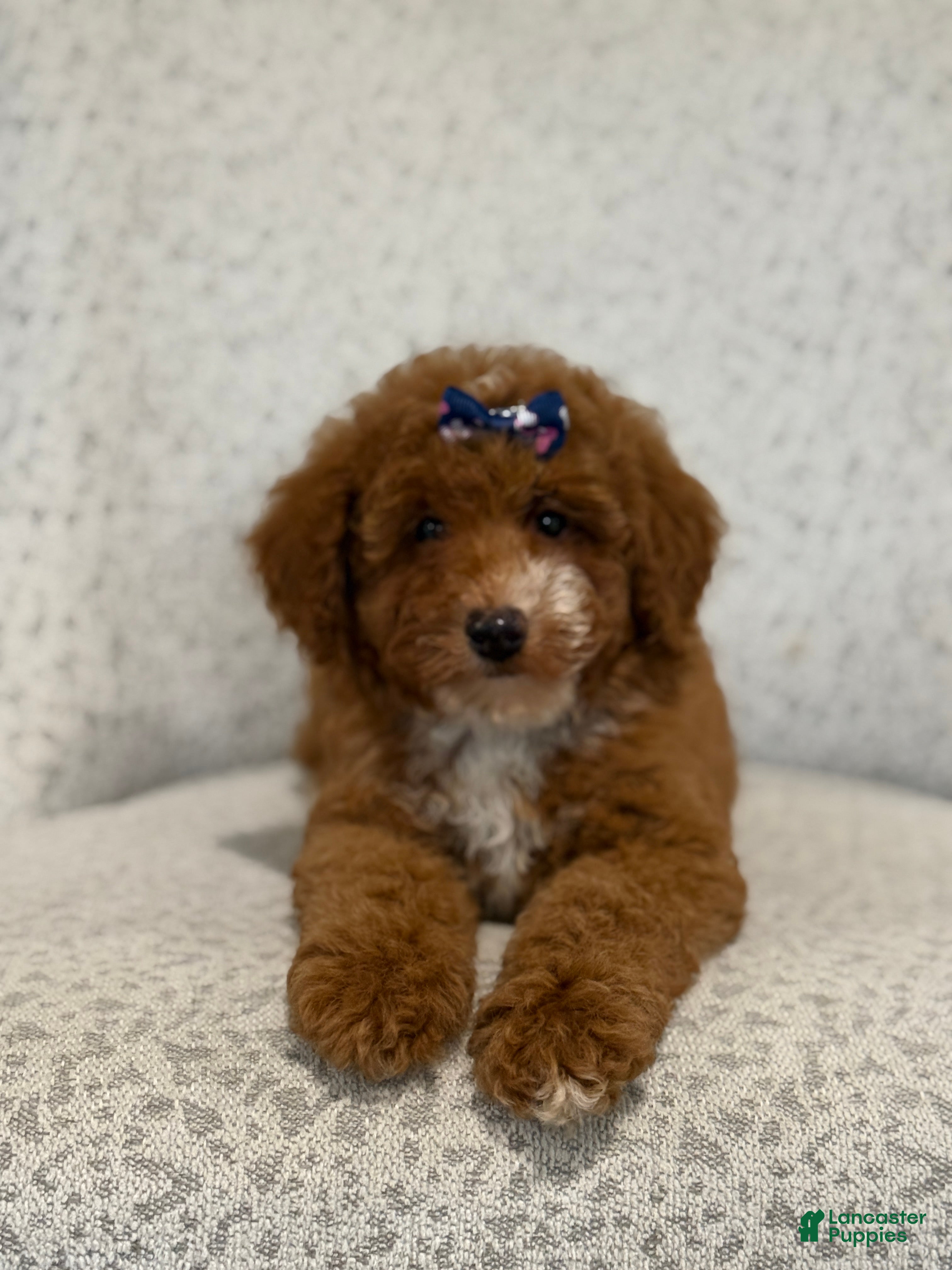 Miniature Poodle dogs Jazzy - Ad 2