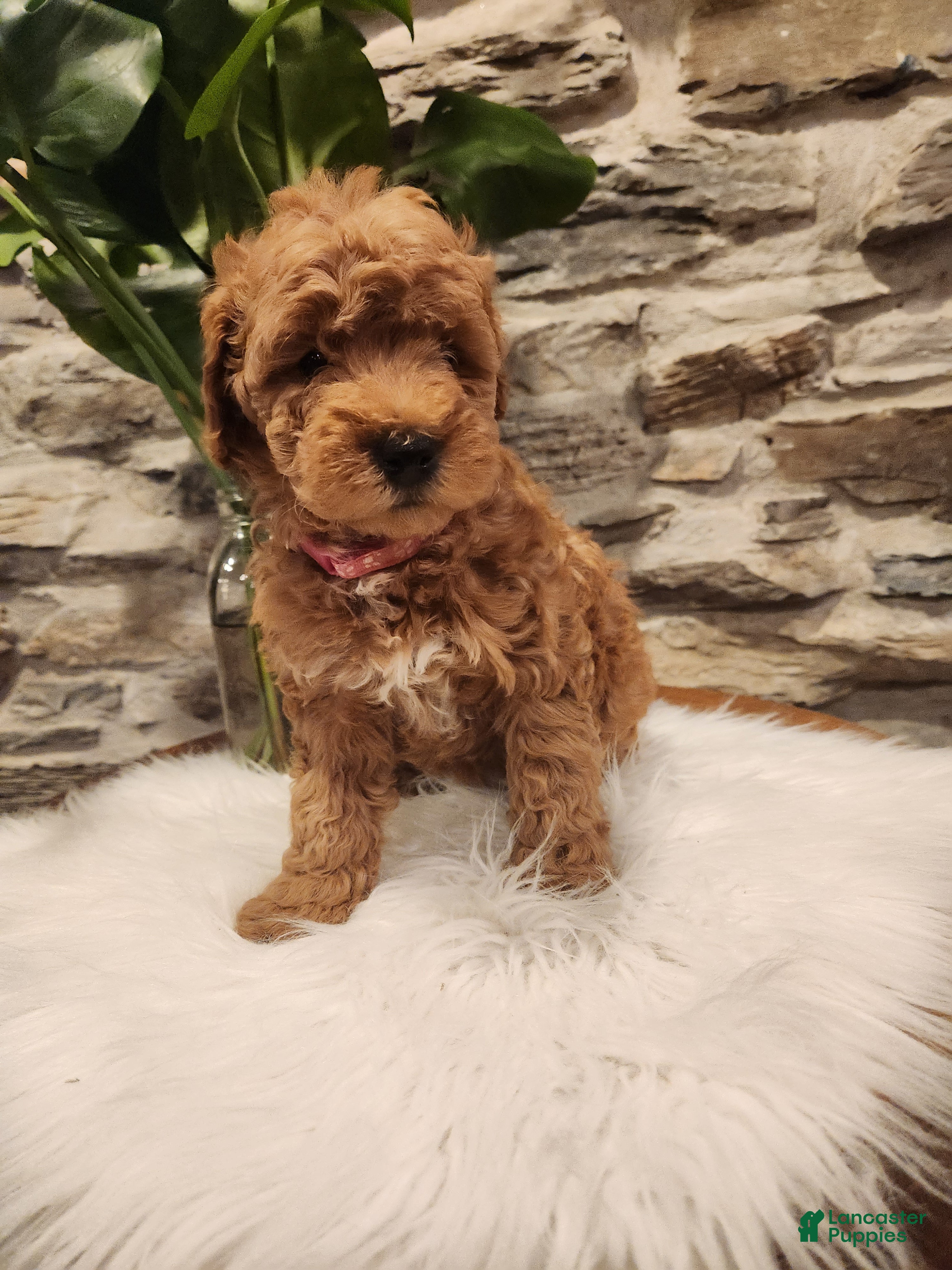 Mini Bernedoodle dogs COOKIE - MINI BERNEDOODLE LOVELY PUPPY (RICHLAND, PA) - F1BB - Ad 2