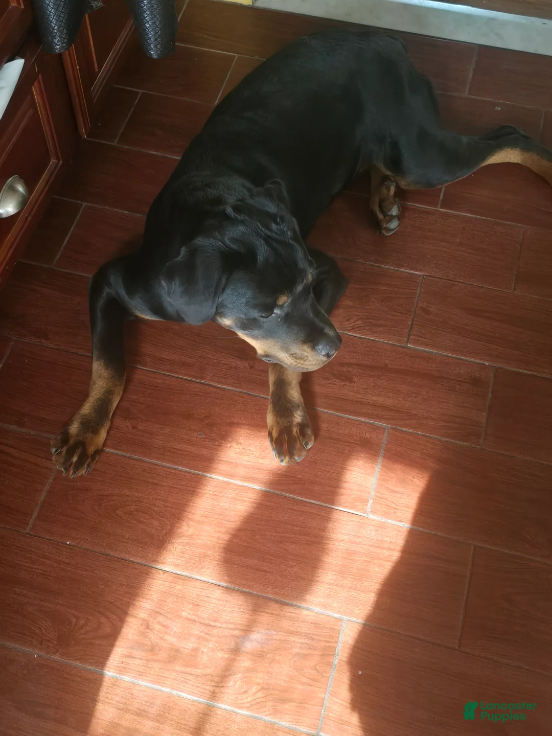 Rottweiler dogs for sale: Legend - Ad 1